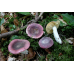 Мицелий Сыроежки синей / Сыроежка лазоревая (Russula azurea)